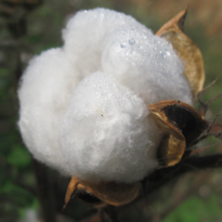 Organic cotton and wool gols and gots mattress